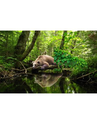 bear sleeping on log over pond