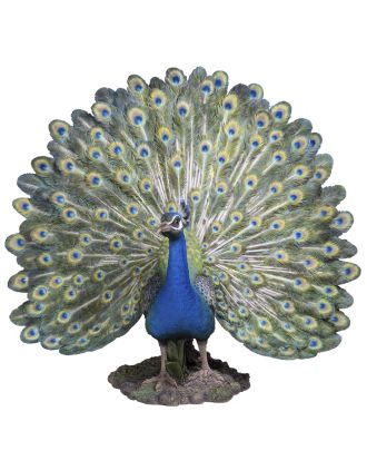 peacock statue - facing