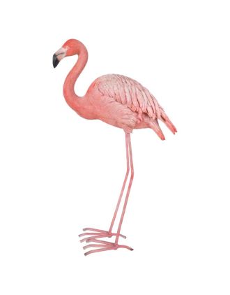 Flamingo 2