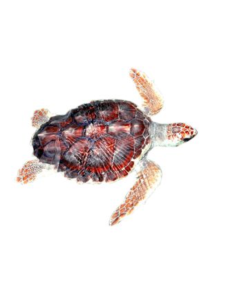 Sea Turtle 8"