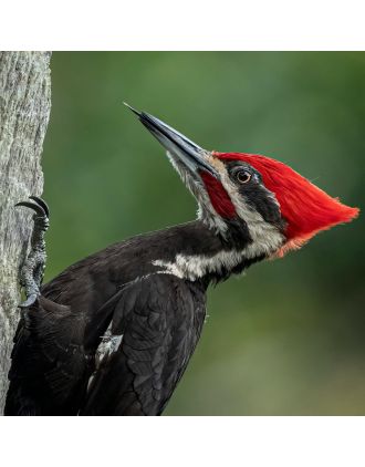 Pileated Woodpecker 16 x 20" photo