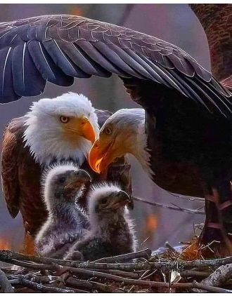 New Eagle Family 16x20" Photo