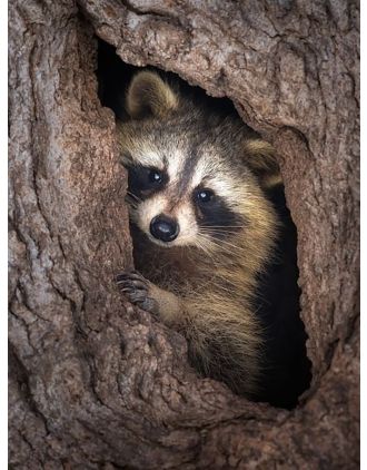 A cute Raccoon photo