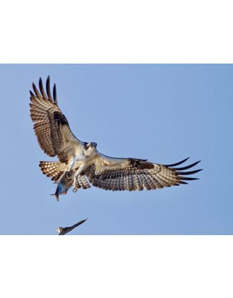 Osprey with Pelican's Dinner 16x20" photo