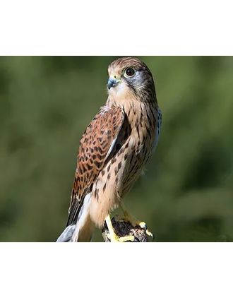 American Kestrel 16 x 20" photo