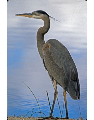 Blue Heron 16x20" photo