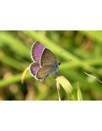 Beautiful Butterfly Photo of Melissa