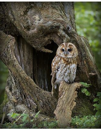 Barred Owl - the Perfect Photo