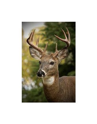 Deer with horns photo
