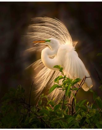 Glorious Great Egret in Plumage