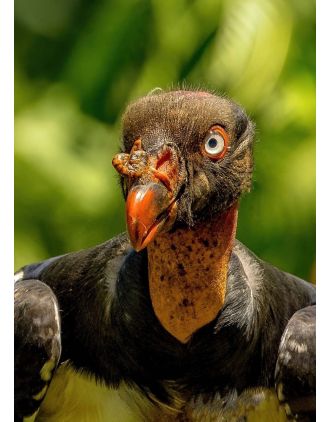 Turkey Vulture large wall art Photo