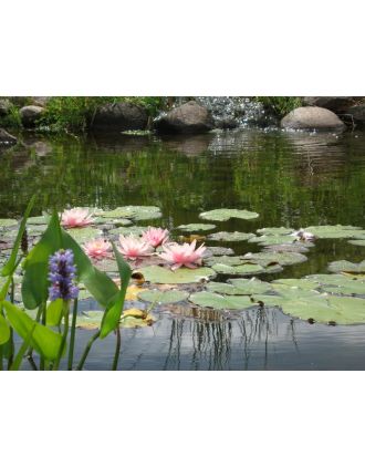 Water Lilies 16x20" photograph