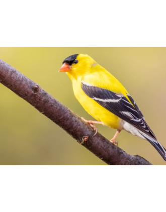 American Goldfinch 16x20" Photo