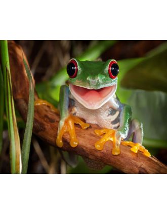 Green Frog photo