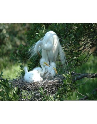 Baby Egrets with Mom
