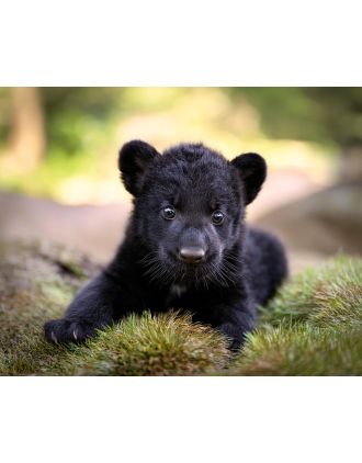 Panther Baby Photo