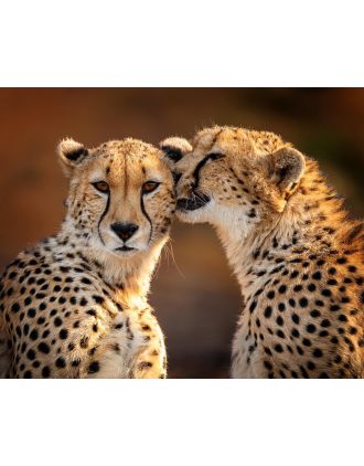 Cheetah - Touching Photo of Two