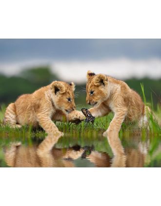 Baby Lions intrigued by Butterfly Photo