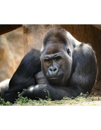 Gorilla photo - just awesome