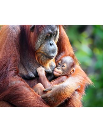 Orangutan and Baby Photo