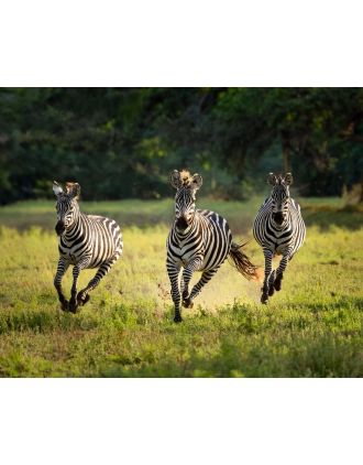 Three Zebras Running 16 x 20 photo