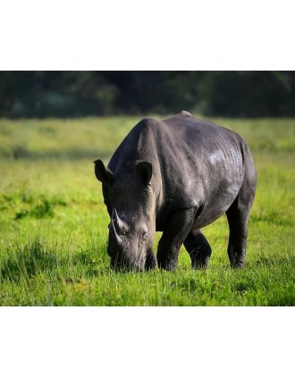 Rhino - Great Close-up Photo 16 x 20