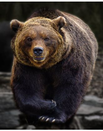 Big Brown Bear 16 x 20 photo
