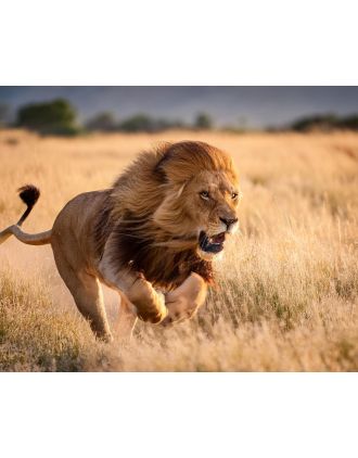 Lion Running Fast Photo