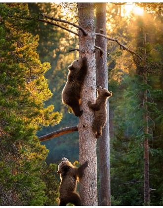 Bear Cubs Climbing a Tree Photo