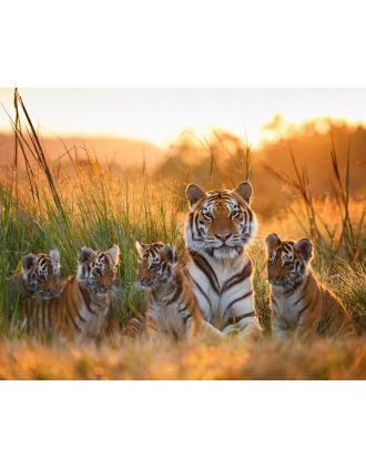 Tiger Family: Mom and Four Babies Photo
