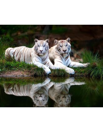Two White Tigers Photo
