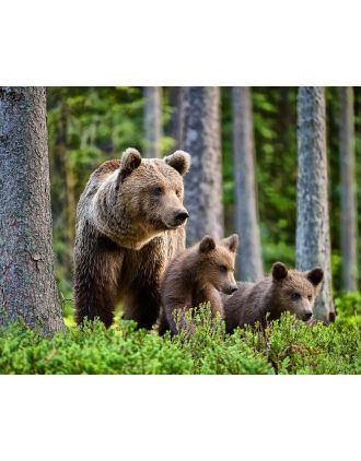 Mama Bear with 2 cubs photo