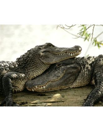 Loving Alligator Couple 16x20" photo