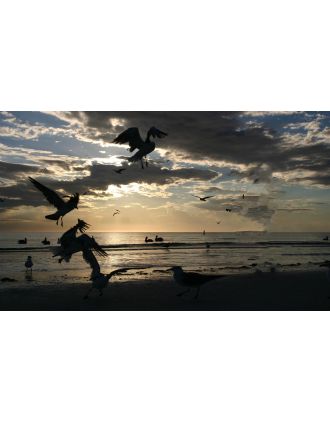 nighttime photo of birds at seashore 16x20" photo