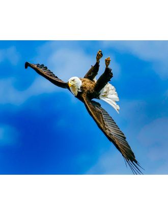 Eagle Flying Upside Down 16x20" Photo
