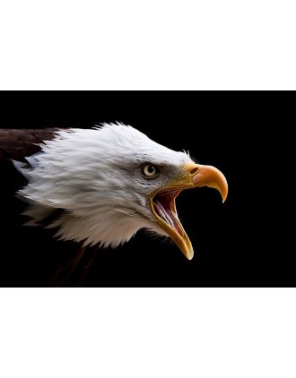Listen to ME! Bald Eagle 16x20" Photo Art