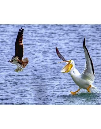 Pelican - where's my dinner? 16 x 20" Photo