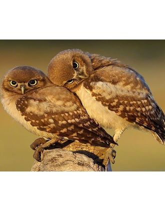 Loving Burrowing Owls Large Photo