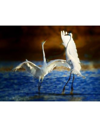 Egret Mating Dance 20x16" Photo