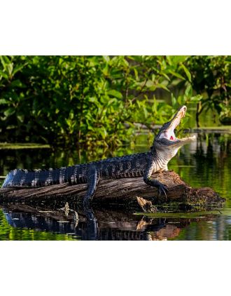 Large Alligator Photo - Don't Mess With Me