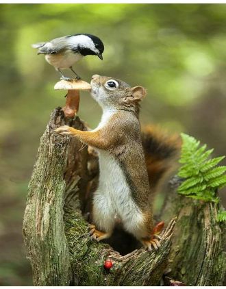 Interesting twosome - squirrel and chickadee 16x20" photo