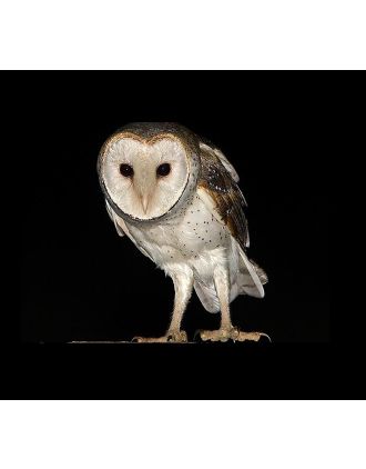 An Absolutely Beautiful Barn Owl 16x20" Photo