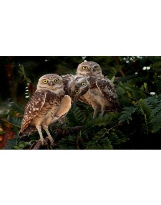 Whimsical Burrowing Owls 16 x 20" Photo