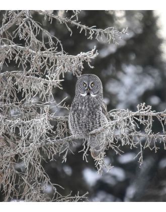 Grey Owl Looking Good! 16 x 20" Photo