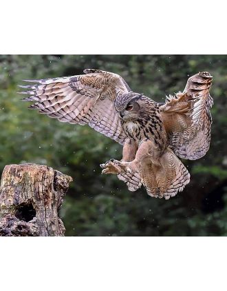 Great Horned Owl in Action. Large Photo is 16 x 20".
