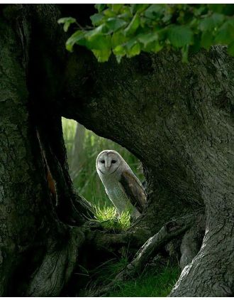 Barn Owl - I See You 16x20" photo