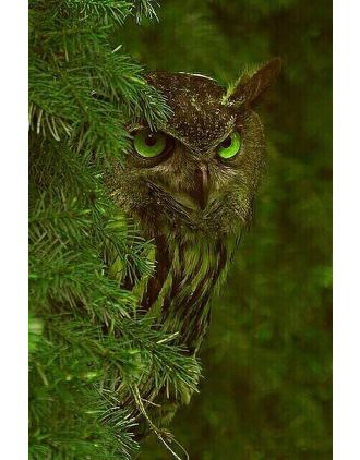 Green Eyed Owl Photo 16 x 20"