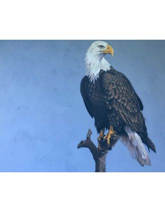 Bald Eagle, symbol of USA, sign of freedom, 16s20" photo