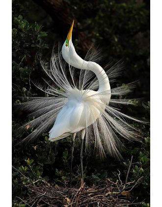 Great Egret in All its Glory Photo