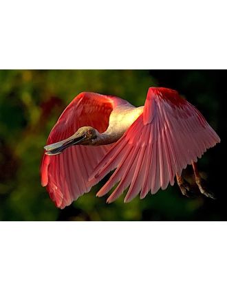 Rosette Spoonbill - so beautiful